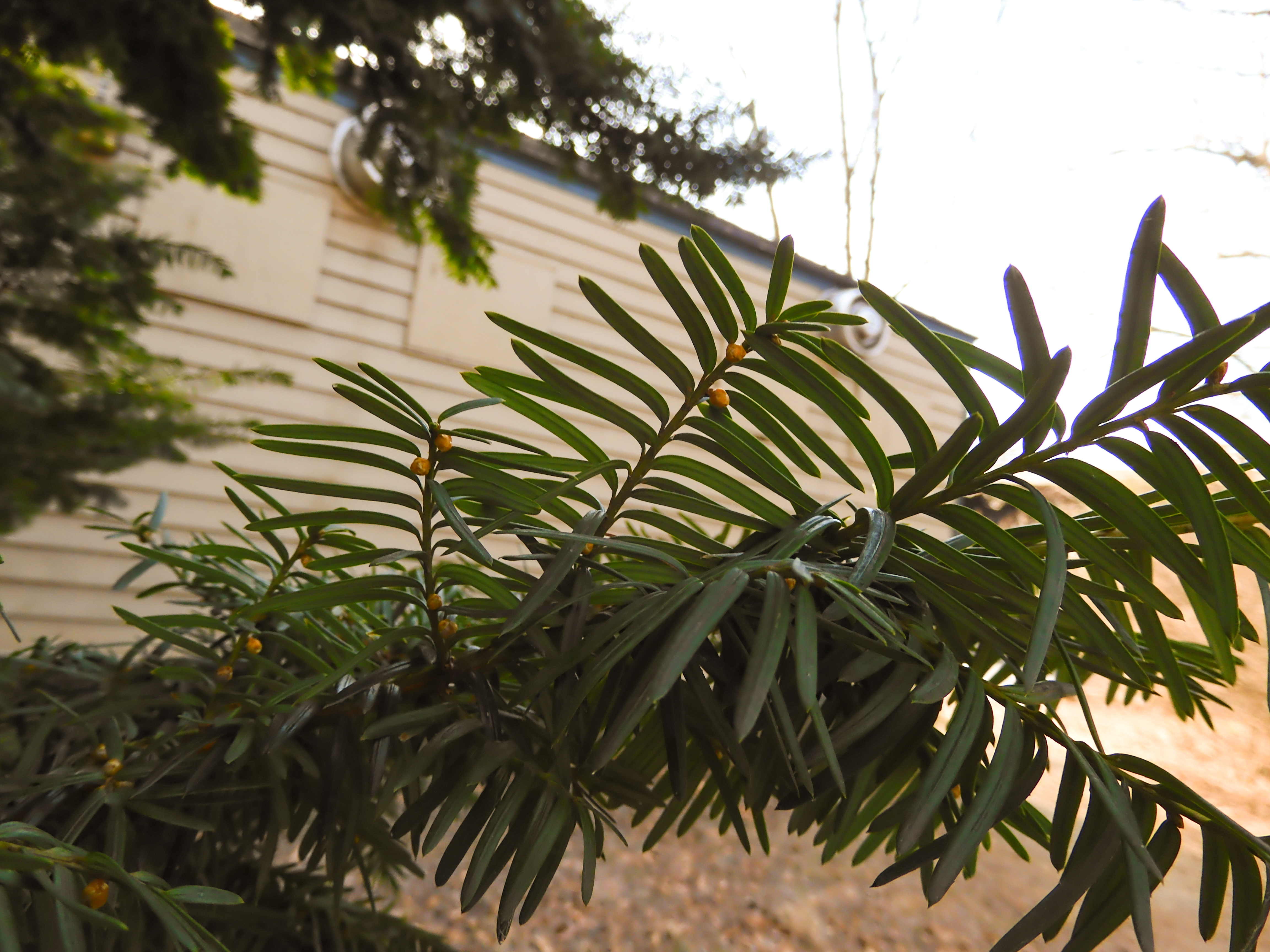 pinetree closeup