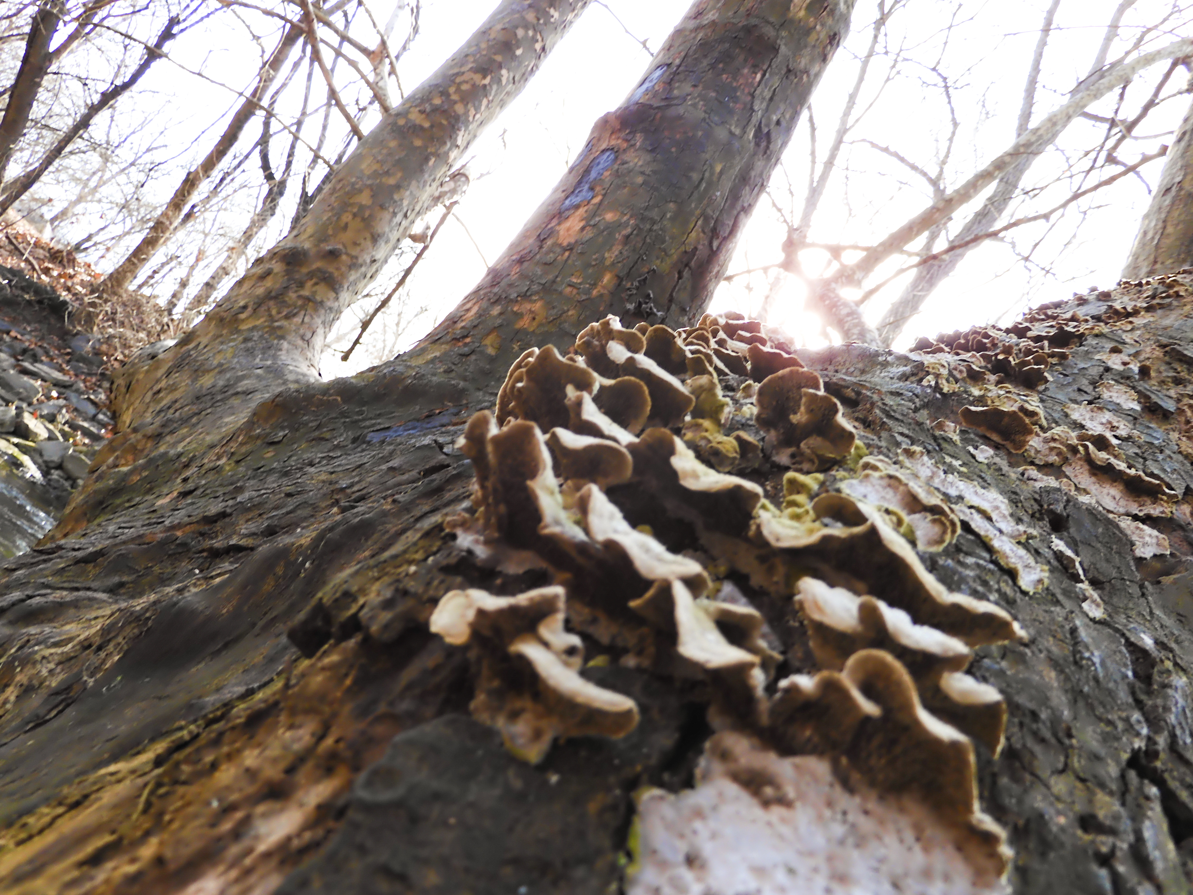 Image of some shelf mushrooms